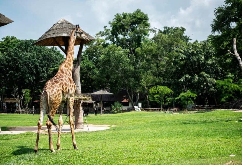 Bangkok/Pattaya: Khao Kheow Zoo Private Tour with Pickup - Pink Zone by Private Car: No Separate Zoo Vehicle Needed