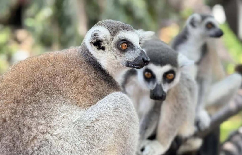 Bangkok/Pattaya: Khao Kheow Zoo Private Tour with Pickup - Price and Value: Is $64 a Good Deal?