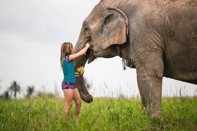 Elephant Jungle Sanctuary: Half Day Morning Program - Who this half-day morning elephant program fits best