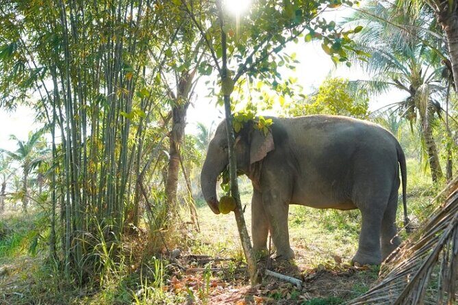 Ethical Elephant Sanctuary Tour from Bangkok & Pattaya - Ethical Elephant Care That Lets Elephants Call the Shots