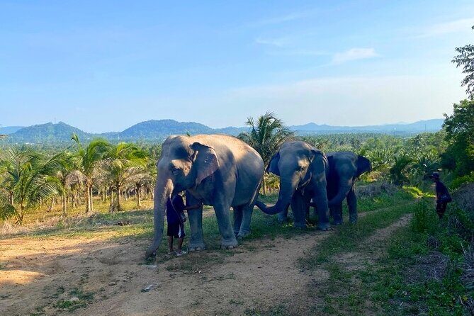 Ethical Elephant Sanctuary Tour from Bangkok & Pattaya - Lunch After the Elephants: What’s Included and Why It Works