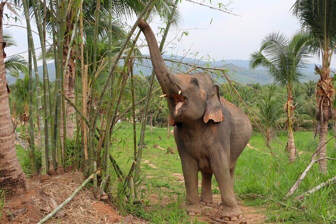 Ethical Elephant Sanctuary Tour from Bangkok & Pattaya - Group Size and Timing: Getting the Best Experience With Up to 40 People