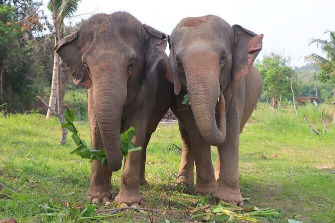 Ethical Elephant Sanctuary Tour from Bangkok & Pattaya - Price and Value at $71.49: What You’re Really Buying