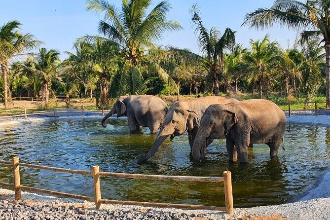Ethical Elephant Sanctuary Tour from Bangkok & Pattaya - Who This Tour Suits (and Who Might Want to Think Twice)