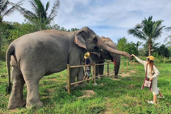 Ethical Elephant Sanctuary Tour from Bangkok & Pattaya - Should You Book This Ethical Elephant Sanctuary Tour?