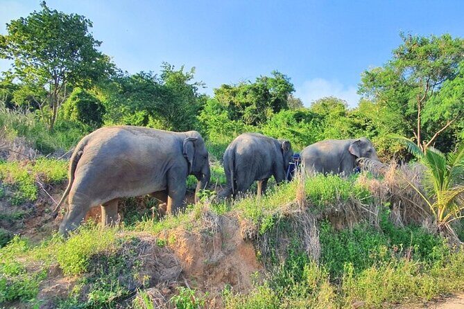 Ethical Elephant Sanctuary Tour from Bangkok & Pattaya - Getting From Pattaya: Pickup, Ride Time, and the Drive Out