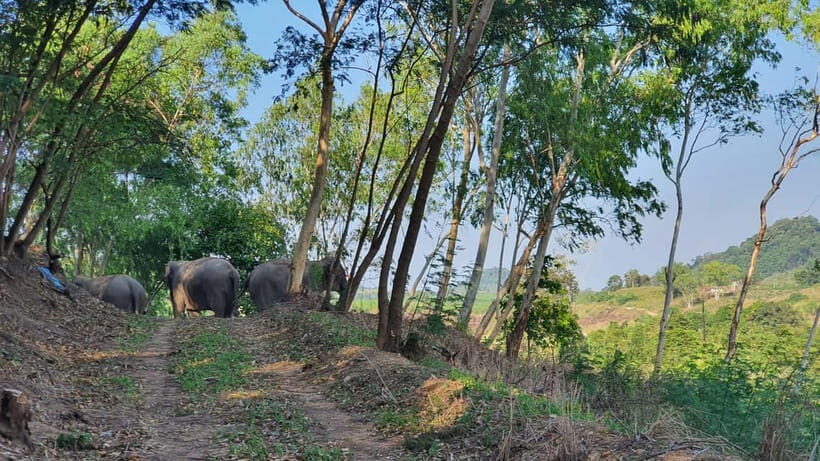 From Pattaya: Living Green Elephant Sanctuary Day Trip - Key highlights worth your attention