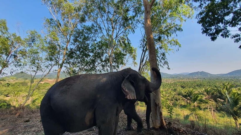 From Pattaya: Living Green Elephant Sanctuary Day Trip - Living Green Elephant Sanctuary: what makes this trip feel ethical