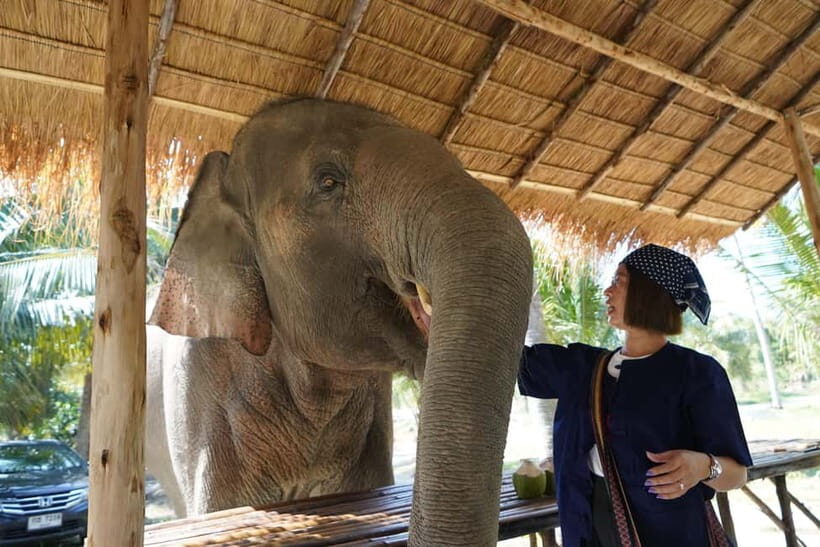 From Pattaya: Living Green Elephant Sanctuary Day Trip - Mo Hom clothing and the first elephant introductions