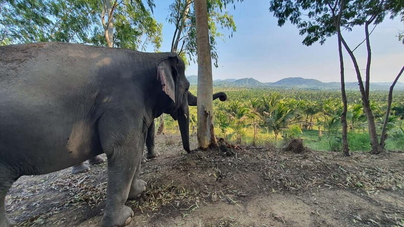 From Pattaya: Living Green Elephant Sanctuary Day Trip - Feeding and jungle walking: closeness without the chaos