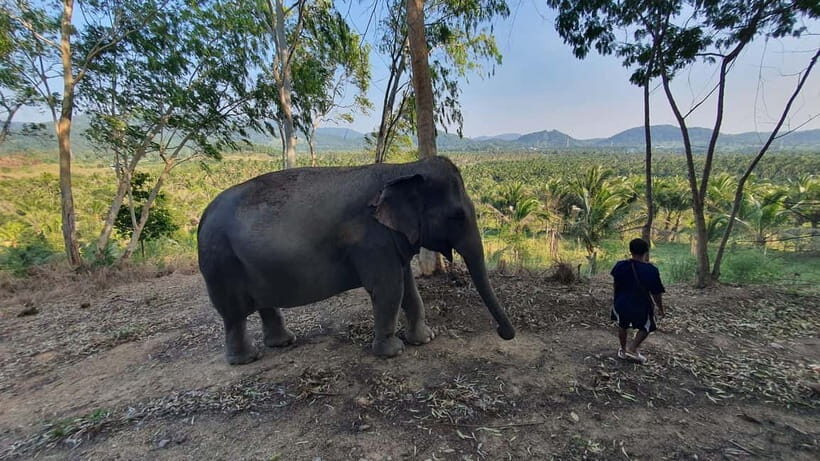 From Pattaya: Living Green Elephant Sanctuary Day Trip - The elephant bath: joining the river only when it makes sense