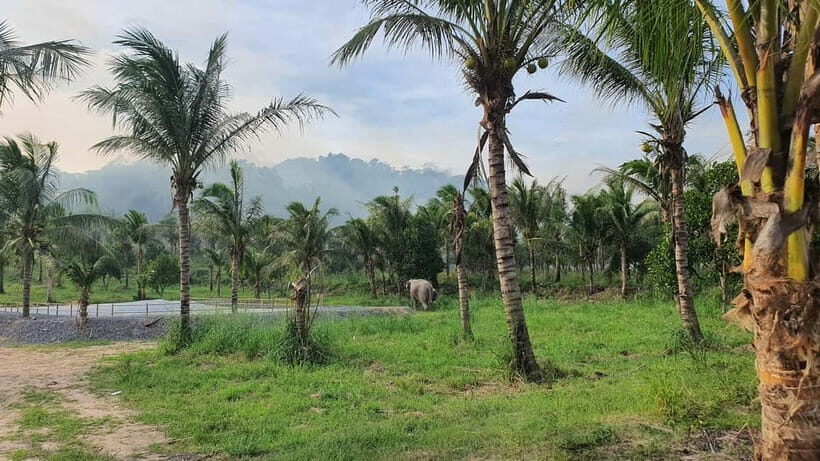 From Pattaya: Living Green Elephant Sanctuary Day Trip - Conservation education that’s tied to what you’re doing