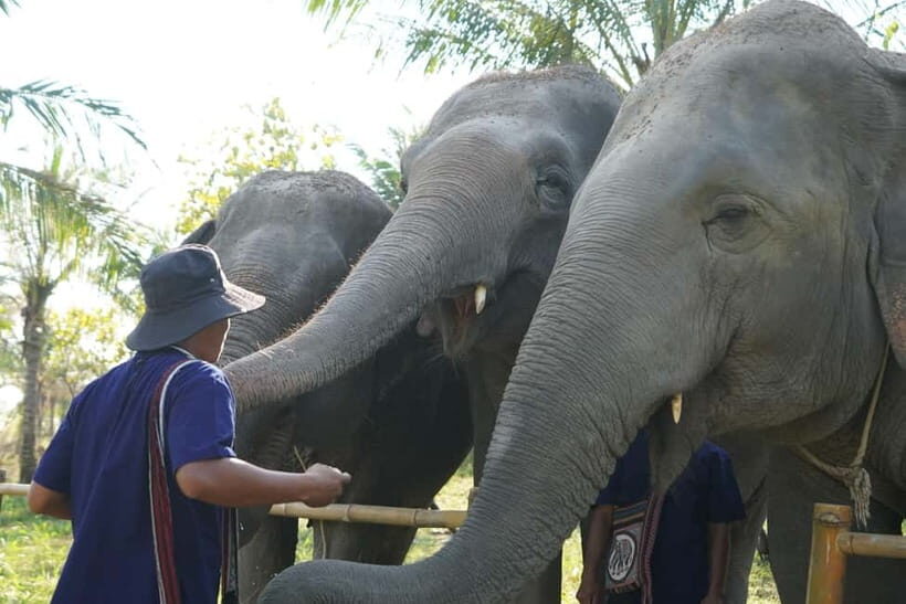 From Pattaya: Living Green Elephant Sanctuary Day Trip - Price and logistics: is $57 good value from Pattaya?