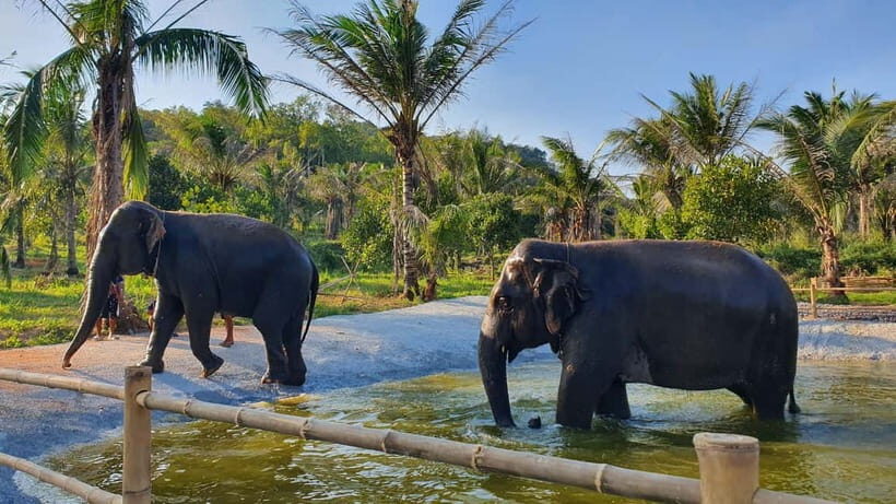 From Pattaya: Living Green Elephant Sanctuary Day Trip - Who should book this, and who should skip it