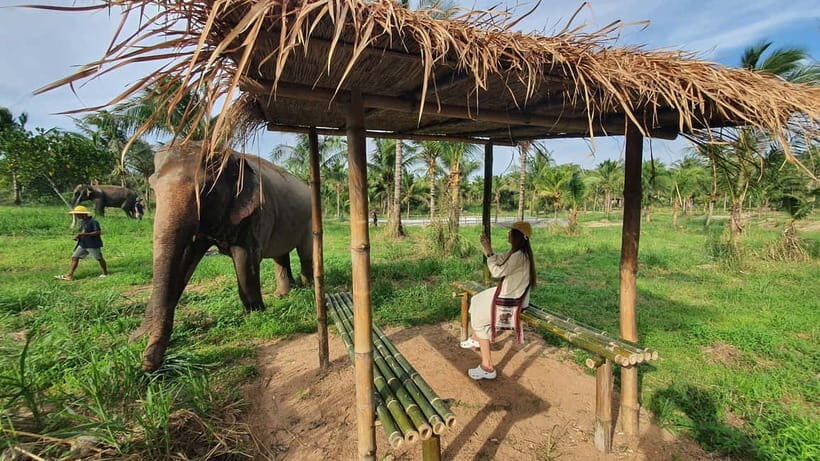From Pattaya: Living Green Elephant Sanctuary Day Trip - From Pattaya to Chonburi: timing, transport, and what the day really feels like