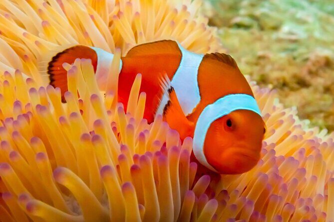 Nemo Island Experience with Drone Photos and Lunch - From Pattaya to Samae San: How the Day Starts