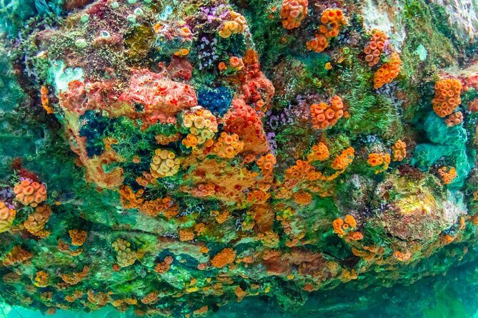 Nemo Island Experience with Drone Photos and Lunch - Entering the Water at 3 Meters: Clownfish You Can Actually Spot
