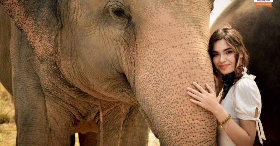 Pattaya: Elephant Jungle Sanctuary Feeding Experience - The Feeding Session: What Happens From Arrival to Elephant Time
