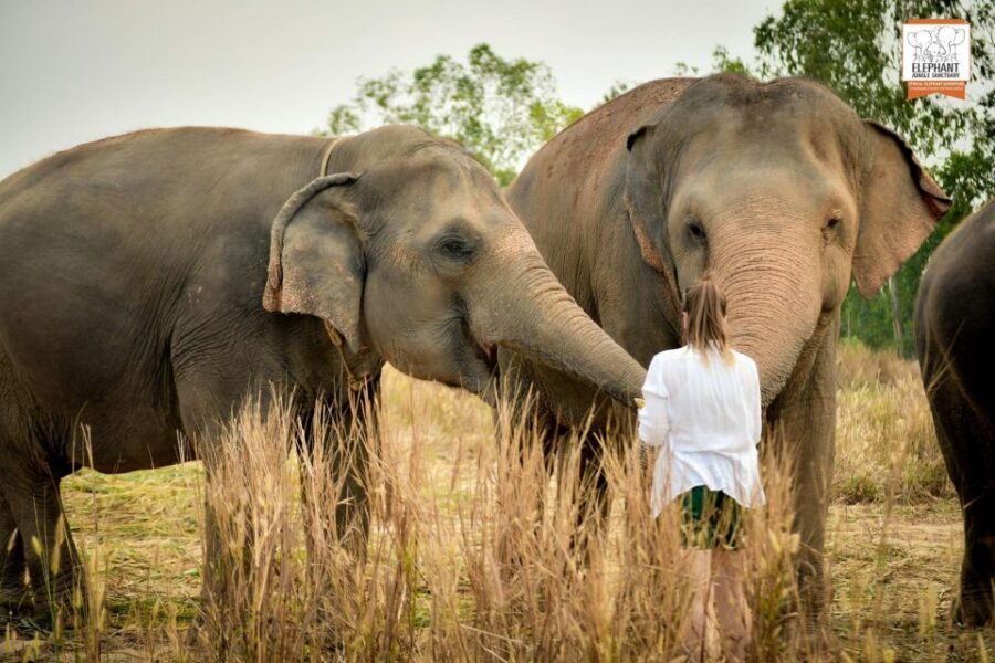 Pattaya: Elephant Jungle Sanctuary Feeding Experience - How Long Should You Plan for? The 30 to 150 Minute Window