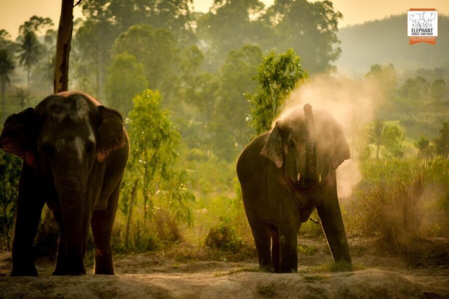 Pattaya: Elephant Jungle Sanctuary Feeding Experience - Who This Experience Suits Best (And Who Might Want Another Option)