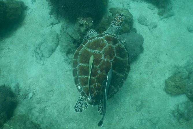 Pattaya PADI Scuba Diving Two Exciting Try Dives with PADI Instructor in Pattaya - Pattaya try scuba in plain terms: what this day is really like