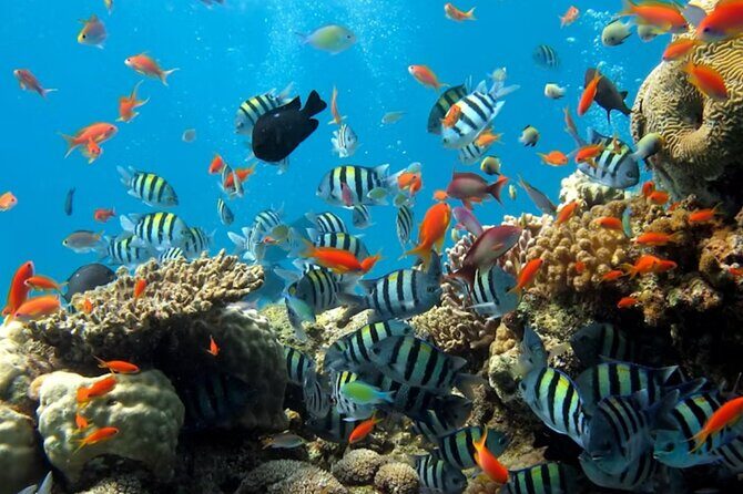 Pattaya Underwater World Admission Ticket - Five themed zones, including jellyfish and coral reef