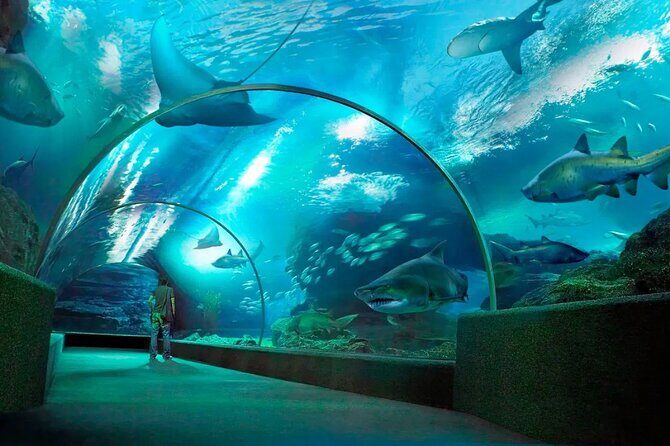 Pattaya Underwater World Admission Ticket - Price and value: $10.44 for a one-day admission