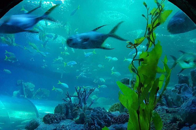 Pattaya Underwater World - Discover Ocean Treasures - Best times to fit this into your Pattaya day