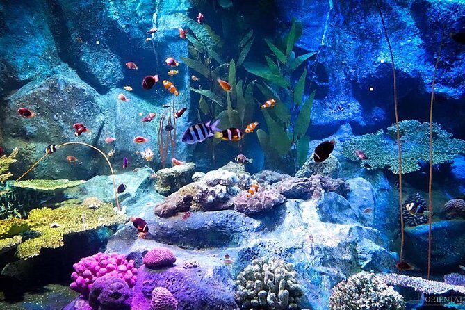 Pattaya Underwater World Tickets with Optional Hotel Pickup - Key highlights to know before you go