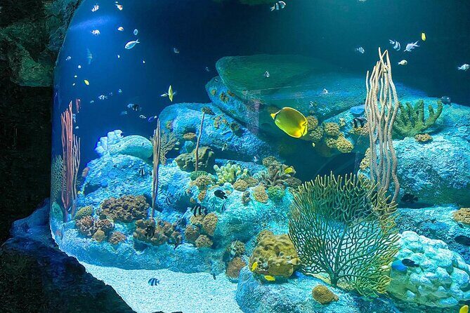 Pattaya Underwater World Tickets with Optional Hotel Pickup - Koi feeding and the kids’ favorite moment (but adults enjoy it too)