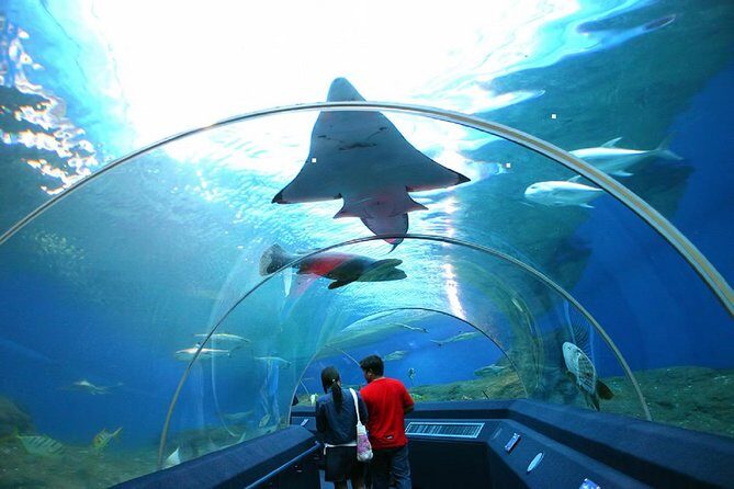 Pattaya Underwater World Tickets with Optional Hotel Pickup - The 100-metre glass tunnel: the part you’ll remember