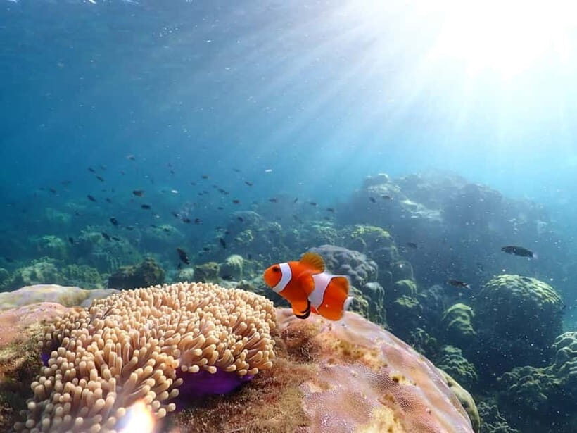 Snorkel & Chill: Nemo Island Trip from Pattaya - What to pack (and what you’ll wish you packed)